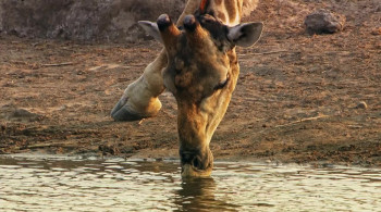 Namibia: Sanctuary of Giants (2016) download